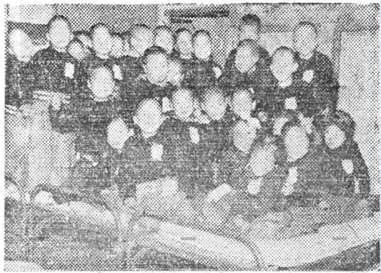 1948년 소년육성 사진